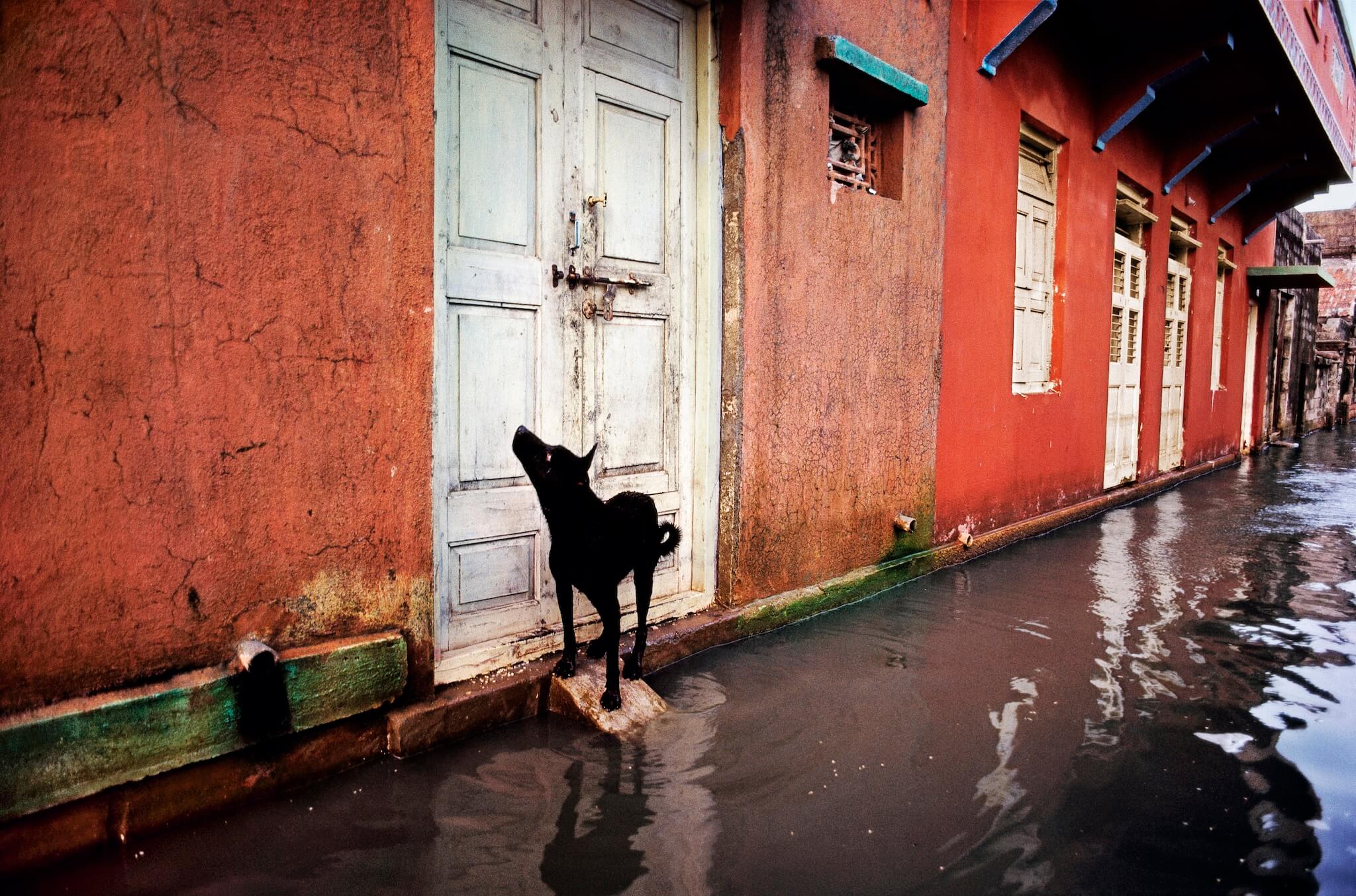 Photographer: Steve McCurry
