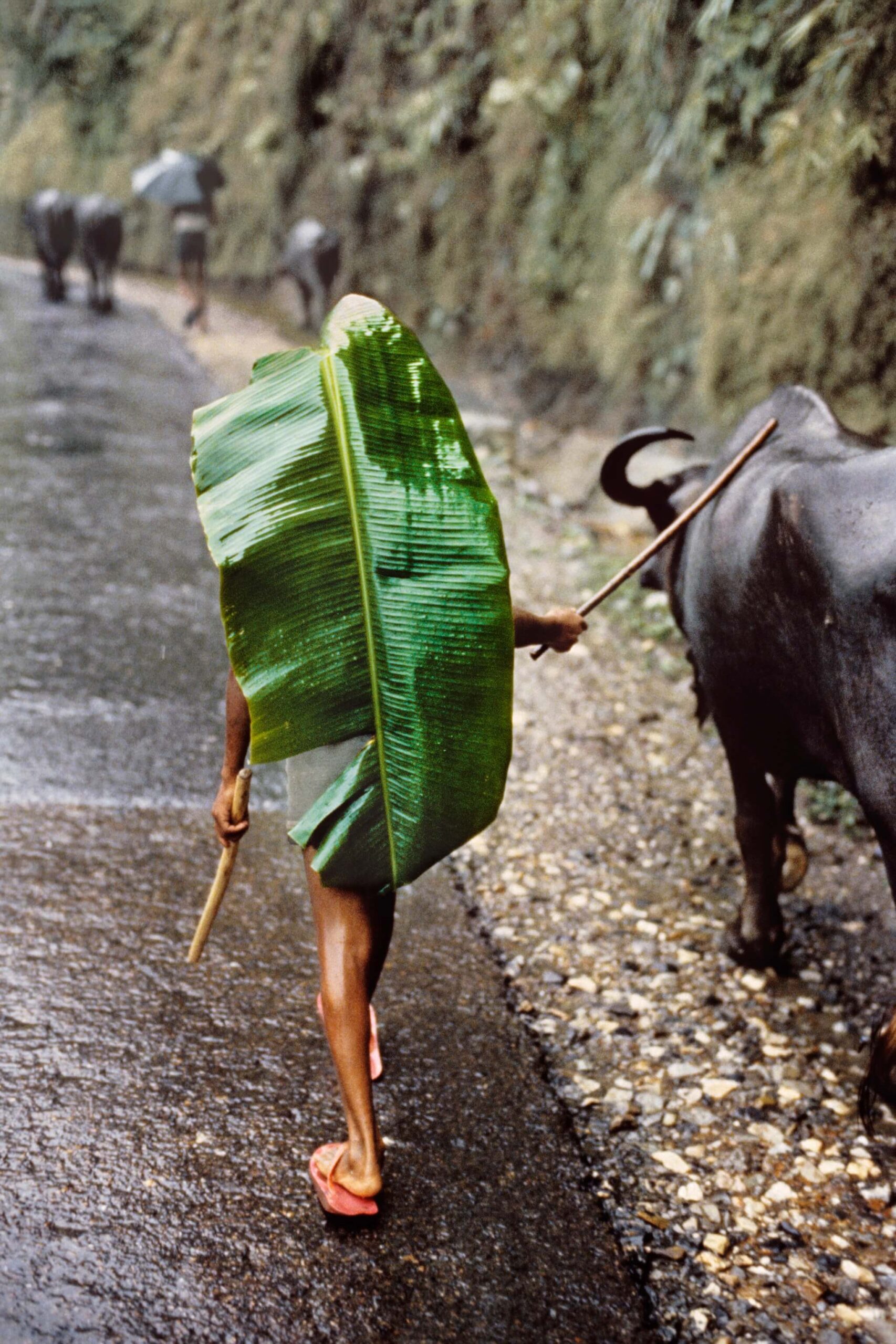 Photographer: Steve McCurry